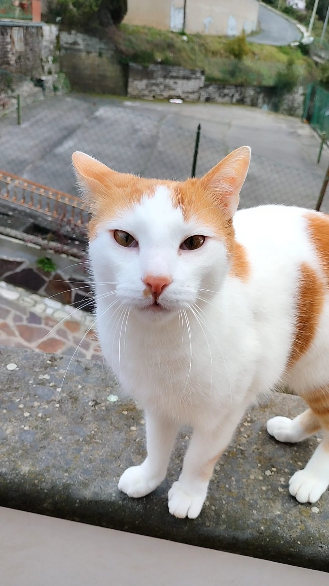 Johnny, gatto timido di 1 anno e mezzo